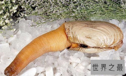 【图】象拔蚌的效用及作用引见 怎么的人不能食用象拔