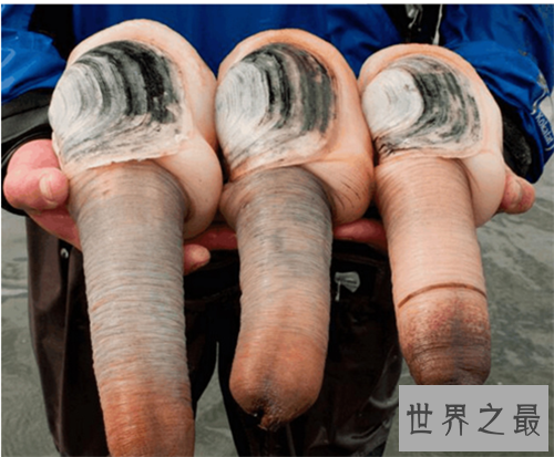 【图】象拔蚌的效用及作用引见 怎么的人不能食用象拔