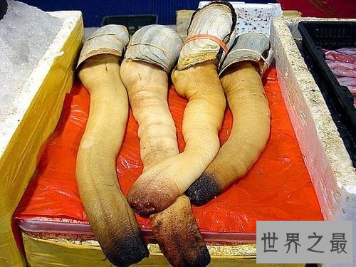 【图】象拔蚌的效用及作用引见 怎么的人不能食用象拔