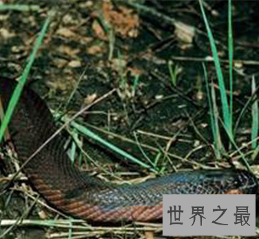 【图】超强隐身才能变色蛇 毒性太强即碰即死 审慎躲避