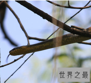 【图】超强隐身才能变色蛇 毒性太强即碰即死 审慎躲避