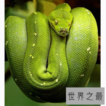 【图】超强隐身才能变色蛇 毒性太强即碰即死 审慎躲避