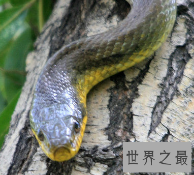 【图】超强隐身才能变色蛇 毒性太强即碰即死 审慎躲避