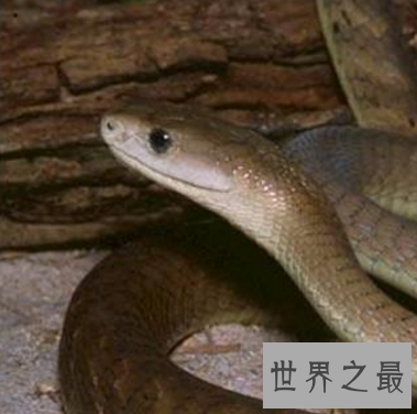 【图】超强隐身才能变色蛇 毒性太强即碰即死 审慎躲避