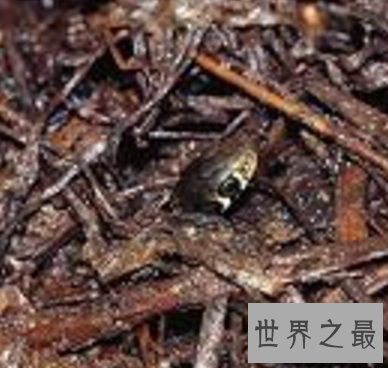 【图】超强隐身才能变色蛇 毒性太强即碰即死 审慎躲避