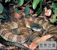 【图】超强隐身能力变色蛇 毒性太强即碰即死 谨慎躲避
