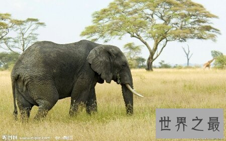 【图】大象的寿命大约在多少岁啊 和人类的一样吗