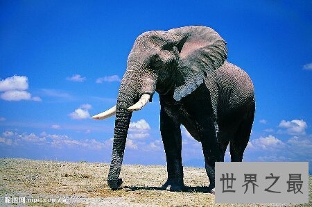 【图】大象的寿命大约在多少岁啊 和人类的一样吗