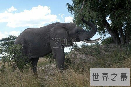 【图】大象的寿命大约在多少岁啊 和人类的一样吗
