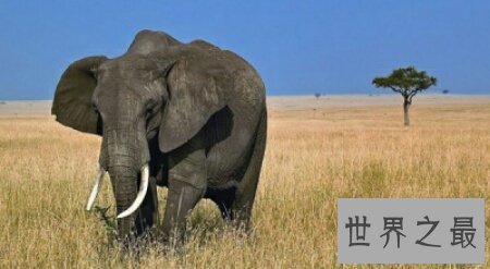 【图】大象的寿命大约在多少岁啊 和人类的一样吗