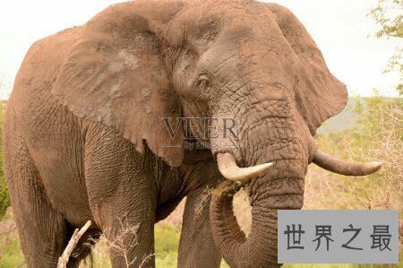 【图】大象的寿命大约在多少岁啊 和人类的一样吗
