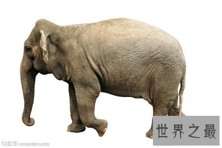 【图】大象的寿命大约在多少岁啊 和人类的一样吗