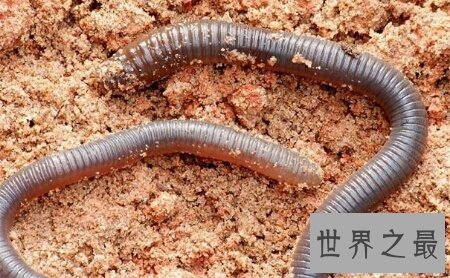 【图】巨型蚯蚓生存在森林里 体型十分的长