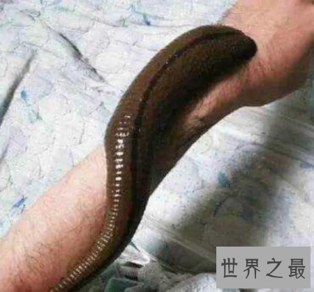 【图】巨型蚯蚓生存在森林里 体型十分的长