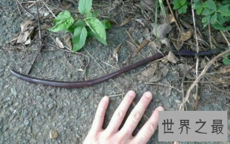 【图】巨型蚯蚓生存在森林里 体型十分的长