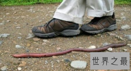 【图】巨型蚯蚓生存在森林里 体型十分的长