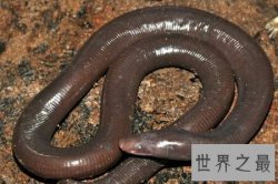 【图】巨型蚯蚓生活在森林里 体型非常的长