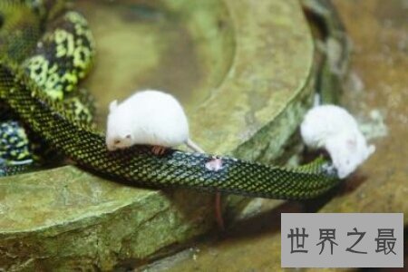 【图】食蛇鼠是世界上最厉害的啮齿类动物 竟然可能吃