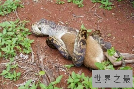 【图】食蛇鼠是世界上最厉害的啮齿类动物 竟然可能吃