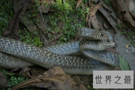 【图】食蛇鼠是世界上最厉害的啮齿类动物 竟然可能吃