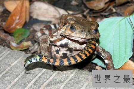 【图】食蛇鼠是世界上最厉害的啮齿类动物 竟然可能吃