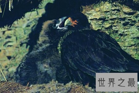 【图】食蛇鼠是世界上最厉害的啮齿类动物 竟然可能吃