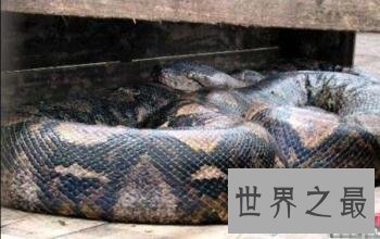 【图】清点从侏罗纪时代至今最大的蛇 有一种能吃霸王