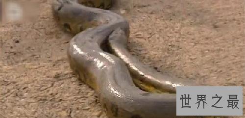 【图】清点从侏罗纪时代至今最大的蛇 有一种能吃霸王