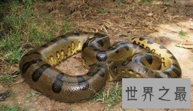 【图】清点从侏罗纪时代至今最大的蛇 有一种能吃霸王