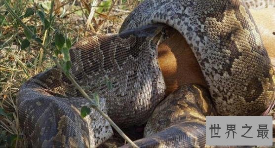 【图】清点从侏罗纪时代至今最大的蛇 有一种能吃霸王