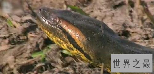 【图】清点从侏罗纪时代至今最大的蛇 有一种能吃霸王