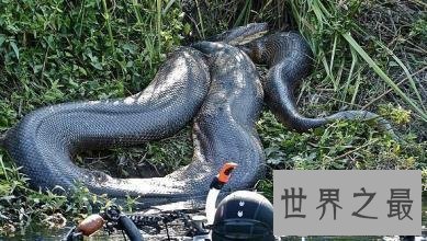 【图】清点从侏罗纪时代至今最大的蛇 有一种能吃霸王