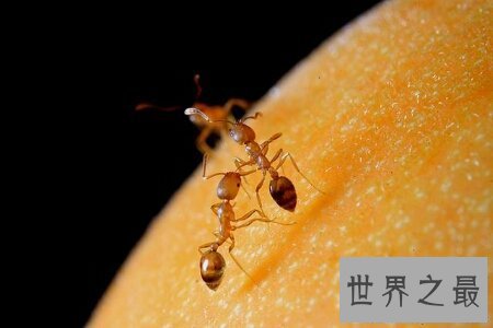 【图】蚂蚁是一种体型比较小的爬举动物 弱小的蚂蚁怕