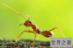 【图】蚂蚁是一种体型比较小的爬行动物 弱小的蚂蚁怕