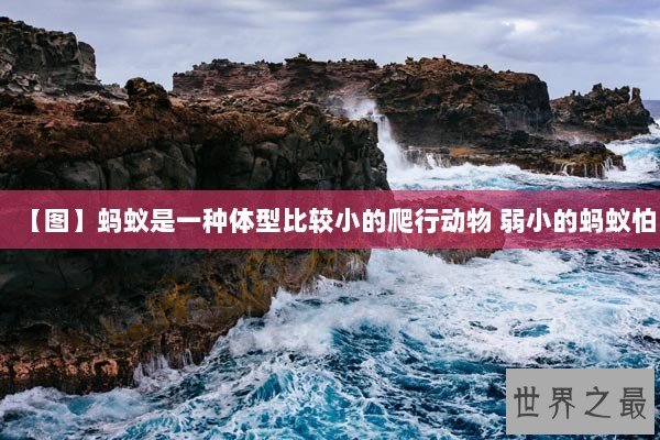 【图】蚂蚁是一种体型比较小的爬行动物 弱小的蚂蚁怕