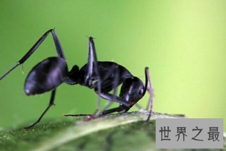 【图】蚂蚁是一种体型比较小的爬举动物 弱小的蚂蚁怕