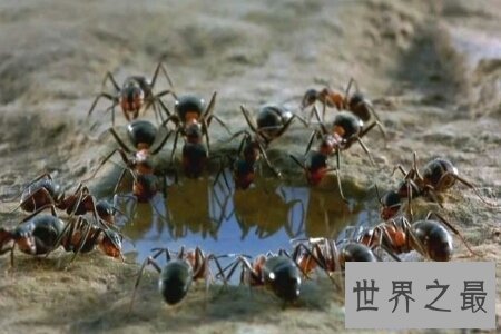 【图】蚂蚁是一种体型比较小的爬举动物 弱小的蚂蚁怕