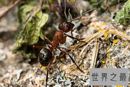 【图】蚂蚁是一种体型比较小的爬举动物 弱小的蚂蚁怕