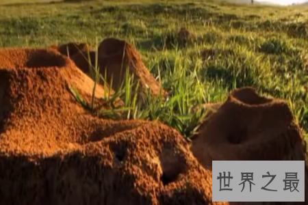 【图】蚂蚁是一种体型比较小的爬举动物 弱小的蚂蚁怕