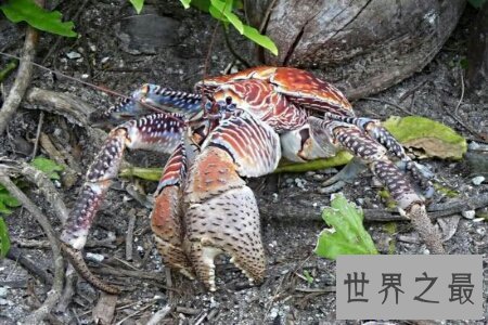 【图】世界上最大的螃蟹大到人们难以设想的境地 它到