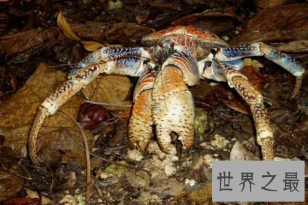 【图】世界上最大的螃蟹大到人们难以设想的境地 它到