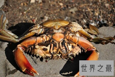【图】世界上最大的螃蟹大到人们难以设想的境地 它到