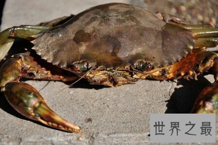 【图】世界上最大的螃蟹大到人们难以设想的境地 它到