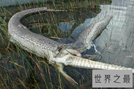 【图】世界上最大的蟒蛇 可能十分轻松的吞掉一个活人