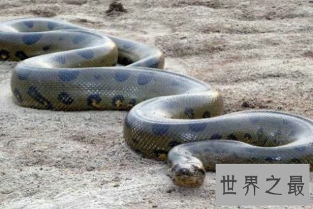 【图】世界上最大的蟒蛇 可能十分轻松的吞掉一个活人