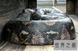 【图】世界上最大的蟒蛇 可以非常轻松的吞掉一个活人
