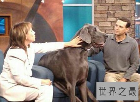 【图】大乔治是什么种类的狗 你们知道它真的会吃人吗