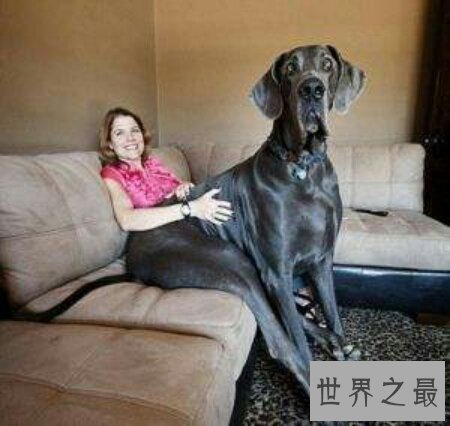 【图】大乔治是什么种类的狗 你们知道它真的会吃人吗