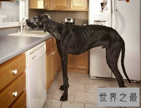 【图】大乔治是什么种类的狗 你们知道它真的会吃人吗