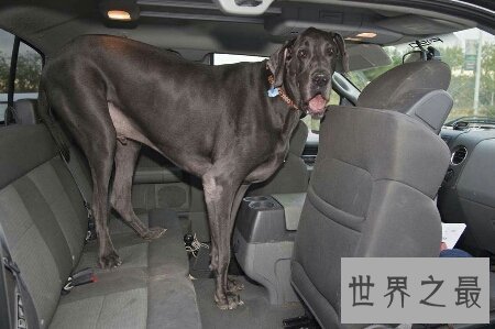 【图】大乔治是什么种类的狗 你们知道它真的会吃人吗